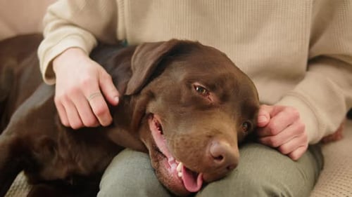 Happy Labrador Retriever Getting Affection From Owner