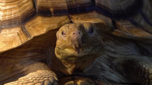 African Spurred Tortoise (Centrochelys sulcata) or the sulcata tortoise head close-up