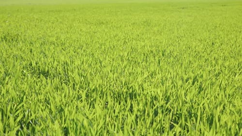The wind gently blows through the meadow grass, low angle handheld