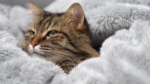 Cute Tabby Cat Lies Wrapped in a Blanket Concept of Adorable Pets