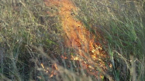 Close Up of Grass Fire in Meadow