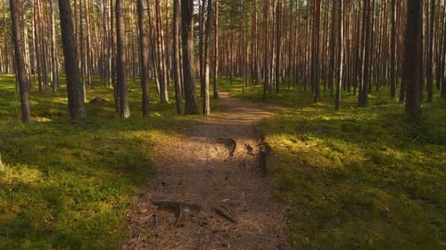 Dirt Path Winding Through Forest with Trees and Terrestrial Plants