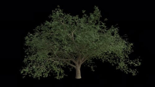 Truthahneiche weht im Wind. Alpha-Kanal. Loop-Animation