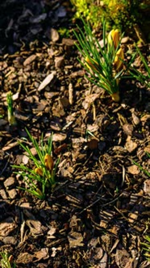 Vertical timelapse video of yellow crocus flowers blooming in garden. Nature awakens in early spring