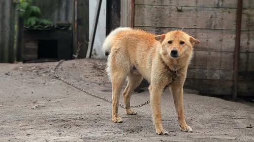 Perro encadenado alrededor de la cabina