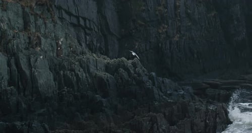 Seagull flying at stormy Irish coast above crashing waves