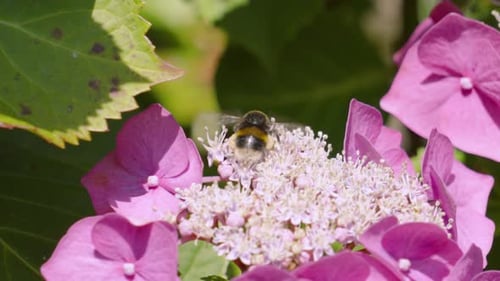 Black and Yellow Bee Pollinating Flower in Ultra Slow Motion with Wings Fluttering with Shallow Dept