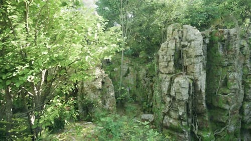 A Serene Landscape in an Australian Forest Mountain Path