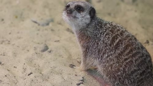 Meerkat Observes Surroundings in Zoo Enclosure