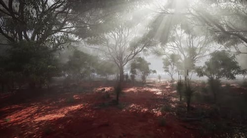 Sunlight Streaming Through Foggy Forest Trees