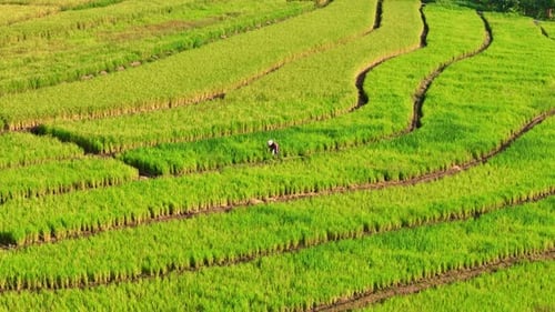 Aerial view of a farmer working in the middle of green rice fields.