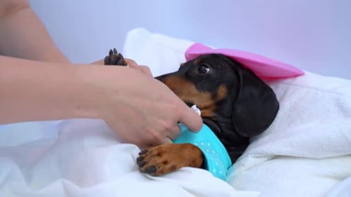 Sick dog lying in bed with bandaged paw with thermometer Vet pet treatment, care