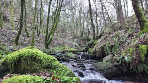 Small, slow moving woodland stream, flowing slowly through the forest trees. Damp moss covered rocks