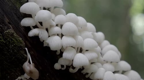 Shallow focus close up on small white mushrooms growing on mossy covered tree. Pull back to blurred