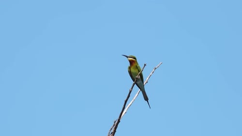 Blue-tailed Bee-eater Merops philippinus on top of the twig looking up and around for bees to be eat