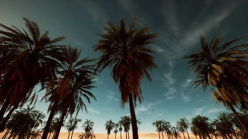 Cinematic Desert Oasis with Swaying Palm Trees 3D Animation