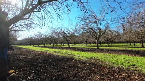 Bare Almond trees plantation, Low fps point of view with sun flare