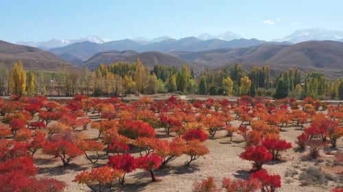 Scenery Aerial View of Colorful Apricot Tree Park with High Rocky Mountains