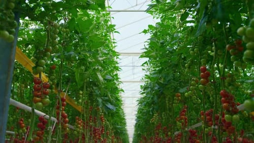 Tomato plants growing inside industrial greenhouse