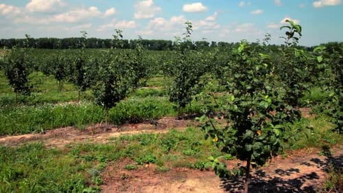 Apple Orchard/Rows of Apple Trees/Apple Farm Landscape/Fruit Orchard/Apple Garden/Agriculture Landsc