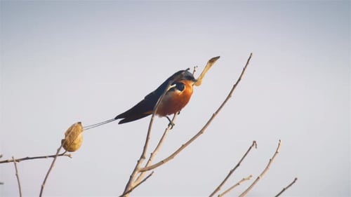 Barn Swallow Perched on a Bare Branch in Daylight