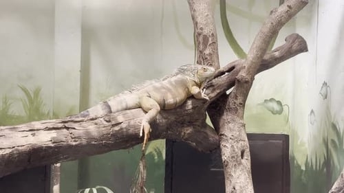Green iguana