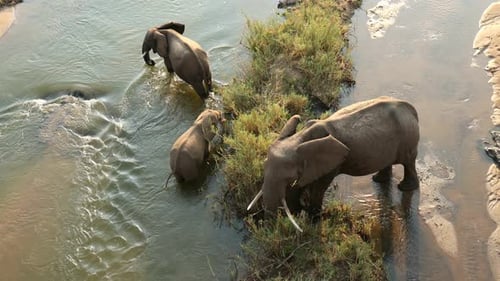 African Elephant Cow And Calves In River, Kruger National Park