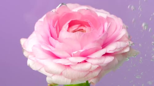 Close Up of a Beautiful Flower Underwater with Bubbles