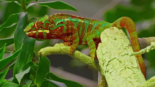 Un caméléon panthère découvert dans l'est et le nord de Madagascar dans la forêt tropicale
