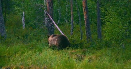 Wild Young Brown Bear Walking in the Forest Looking for Food