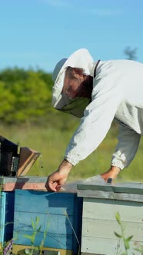 Beekeeper is working with bees and beehives on the apiary. Bees on honeycomb. Frames of a bee hive.
