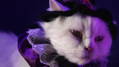 Zauberer, weiße, flauschige Katze mit Zauberhut, sitzt im violetten Zimmer, Halloween-Konzept