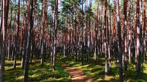 A walking path winds through a thick forest filled with tall trees that reach towards the sky.