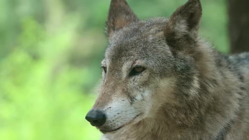 Head Of Grey Wolf Looking Around In Its Habitat. - closeup shot