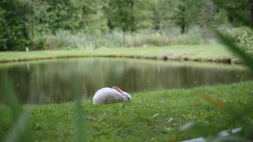 Conejo blanco come hierba en la orilla del lago