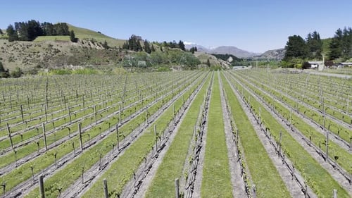 Drone Flight Over Scenic Vineyard Landscape with Parallel Rows and Mountain Views