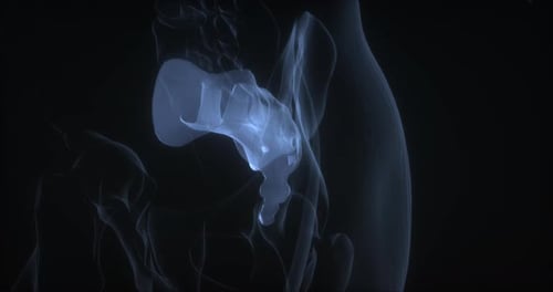 Sacrum Bone