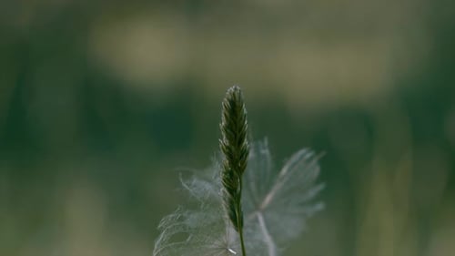 Löwenzahnsamen fliegen im Frühling, Zeitlupe