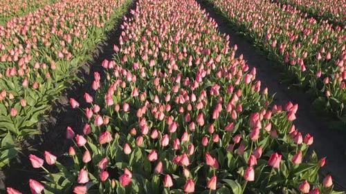 Aerial shot move forward over the beautiful pink Tulip fields in the Netherlands.