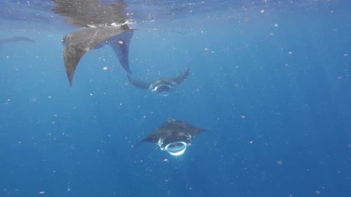 Magnificent Manta Rays Glide Underwater