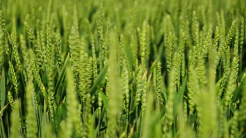 Detailed of Wheat Leaves in Summer Light