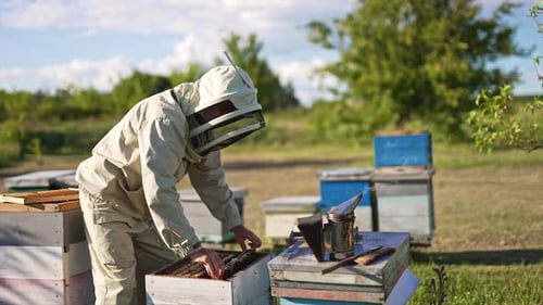 Beekeeper Inspecting Beehive Frames in Apiary