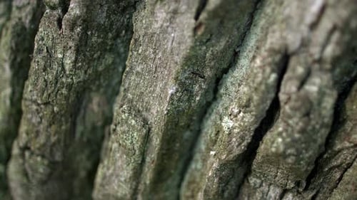 Tiny ant crawling across dark tree bark in the forest exploring nature's texture
