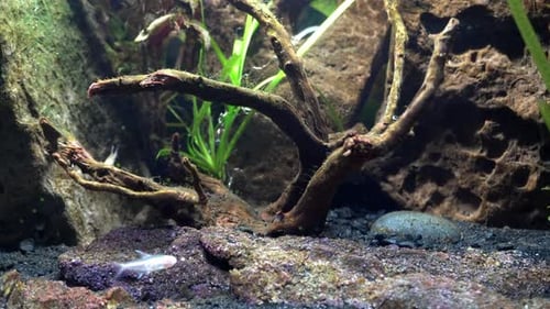 Blick ins Aquarium mit kleinen Fischen.