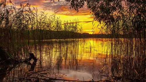 An orange sunset over a large lake, seen from the banks among the reeds.
