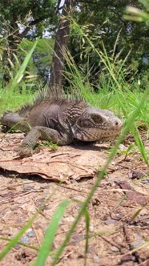 Gros plan : grand iguane vert posé sur le sol dans un habitat tropical