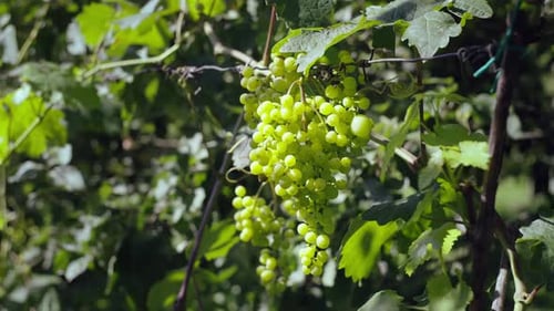 Lush Green Grapes Growing on the Vine