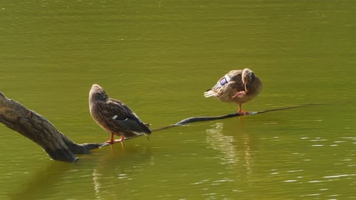 Zwei weibliche Stockenten balancieren auf einem Baumstamm im grünen Wasser eines ruhigen Teiches und pflegen ihre Federn