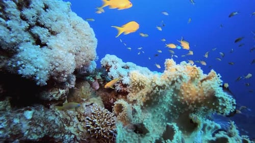 Underwater Sea Coral Reef