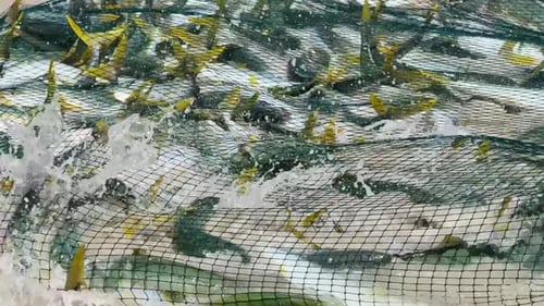 Peixe capturado em uma rede